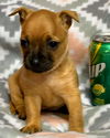 Angel/Maxine's Pup (Penny)