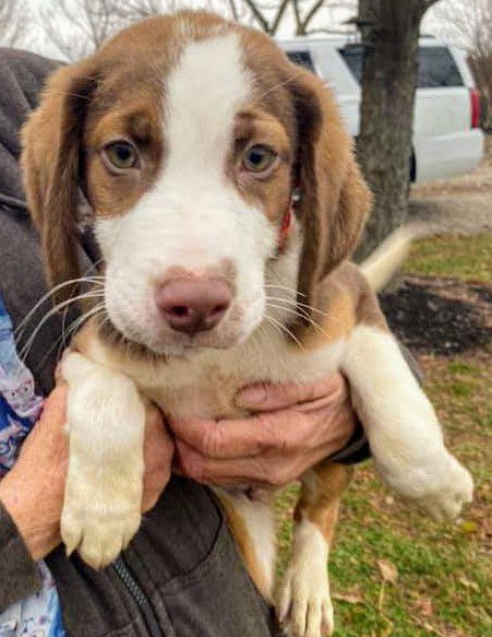 Amos Australian Shepherd