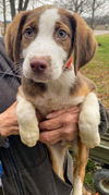 Amos Australian Shepherd