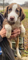 Amos Australian Shepherd