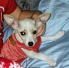Toby