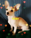 Toby