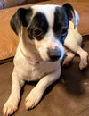 Buster