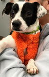 Buster