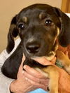 Stella J’s Pup (Thelma)