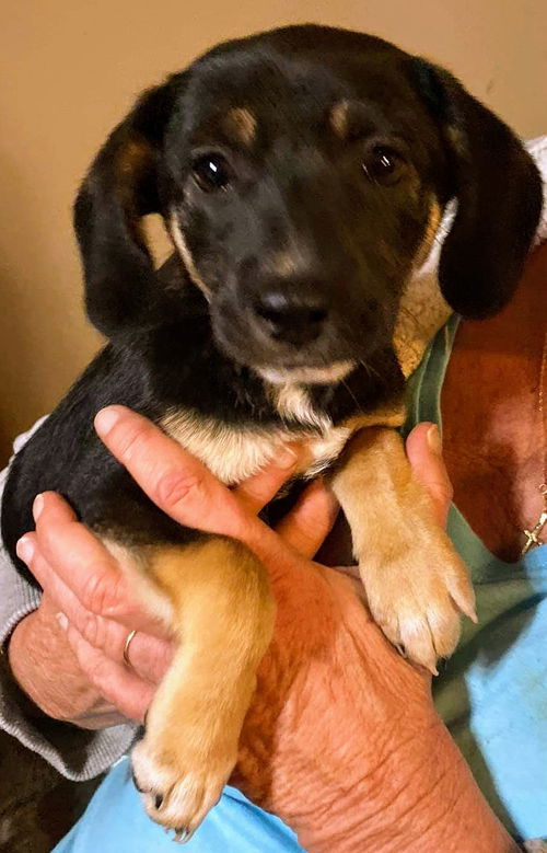 Stella J’s Pup (Thelma)