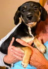 Stella J’s Pup (Thelma)