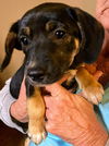 Stella J’s Pup (Thelma)