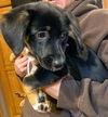Stella J’s Pup (Louise)