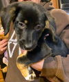 Stella J’s Pup (Louise)