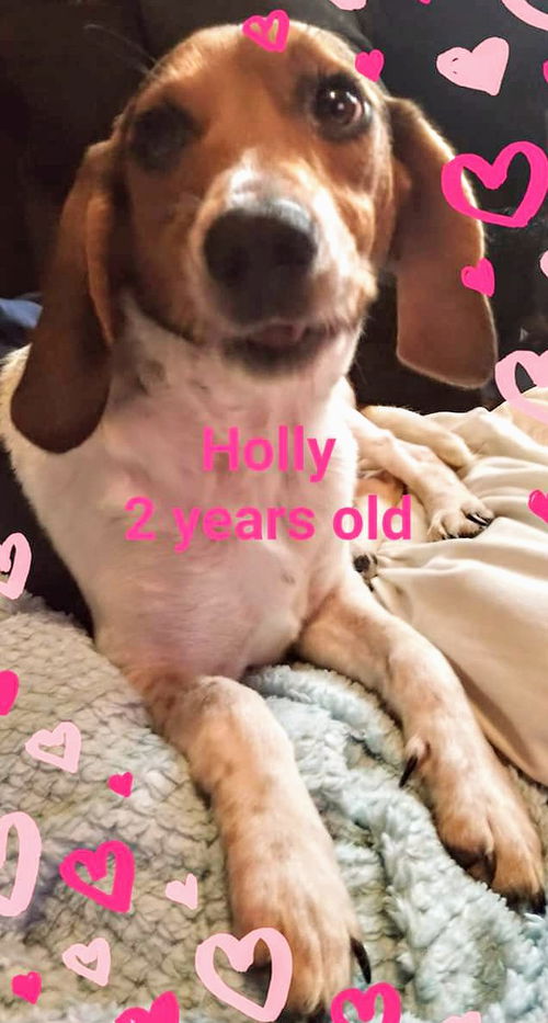 Holly