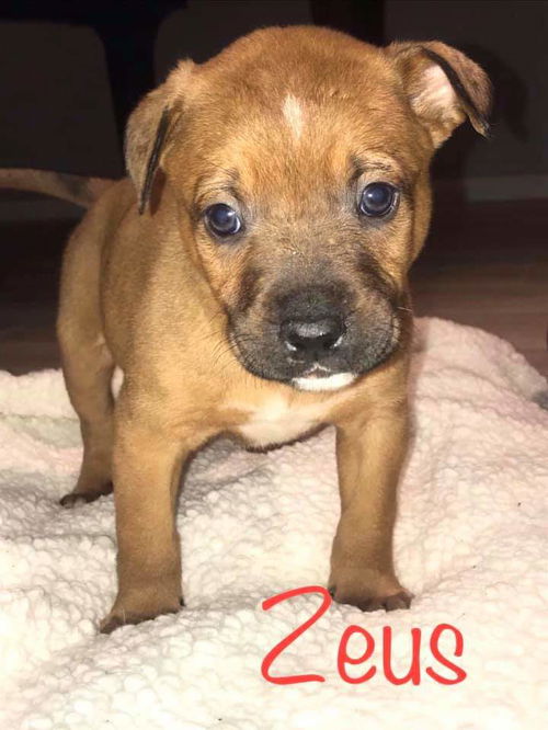 Maly's pup (Zeus)