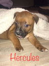 Maly's pup (Hercules)