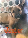 Maly's pup (Jasper)