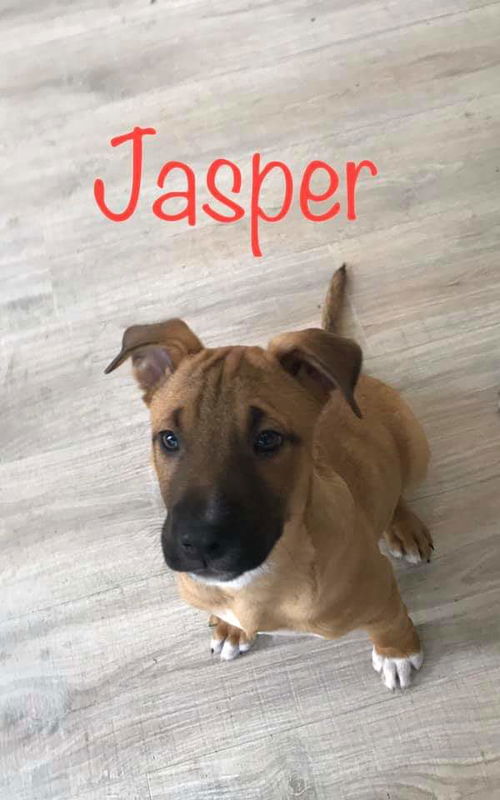 Maly's pup (Jasper)