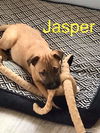 Maly's pup (Jasper)