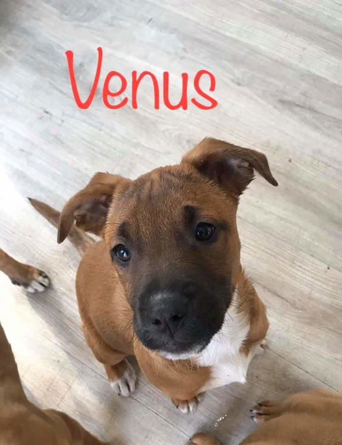 Maly's pup (Venus)