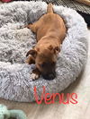 Maly's pup (Venus)