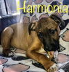 Maly's pup (Harmony)