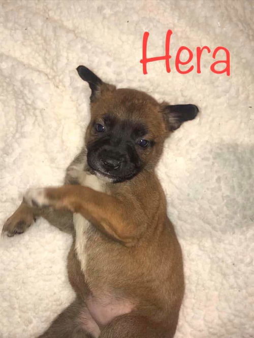 Maly's pup (Hera)