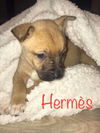 Maly's pup (Hermes)