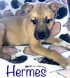 Maly's pup (Hermes)