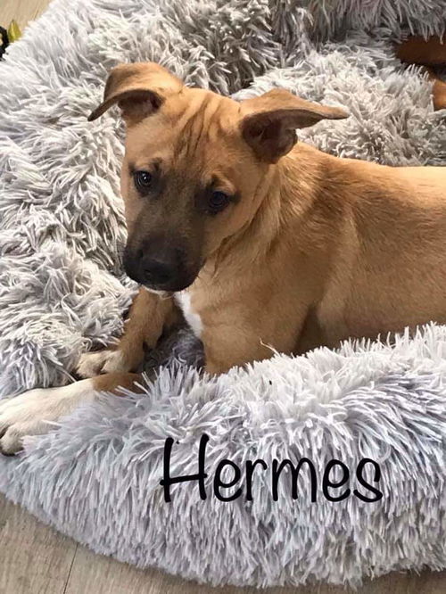 Maly's pup (Hermes)