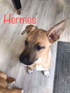 Maly's pup (Hermes)