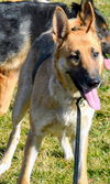 Sam