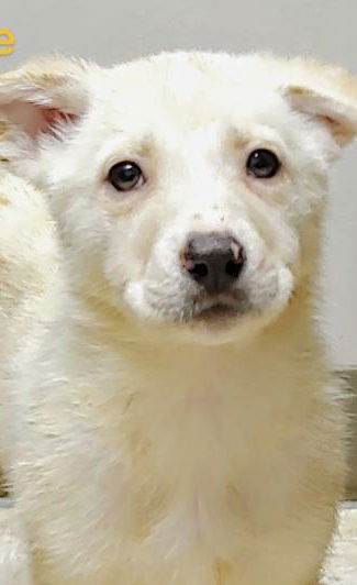 Sam's pup (Bailey)