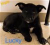 Sam’s pup Lucky (Ace)