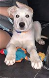 Sam's pup - Dexter (Lloyd 2.0)