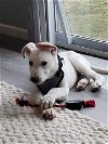 Sam's pup - Dexter (Lloyd 2.0)