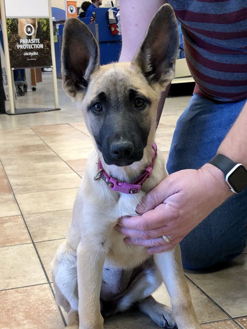 Sam's pup (Charleigh)