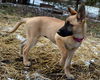 Sam's pup (Charleigh)