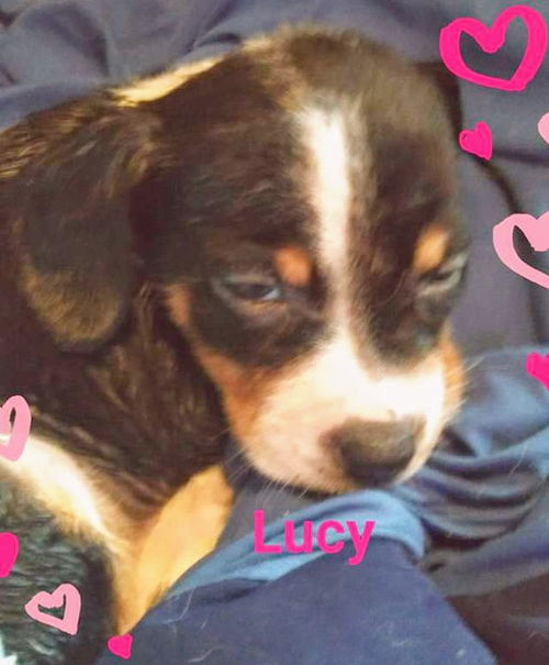 Holly's pup (Lucy)