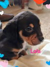 Holly's pup (Lola)