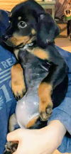 Holly's pup (Lola)