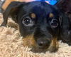 Holly's pup (Lola)