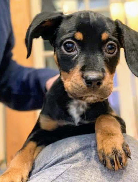Holly's pup (Lola)