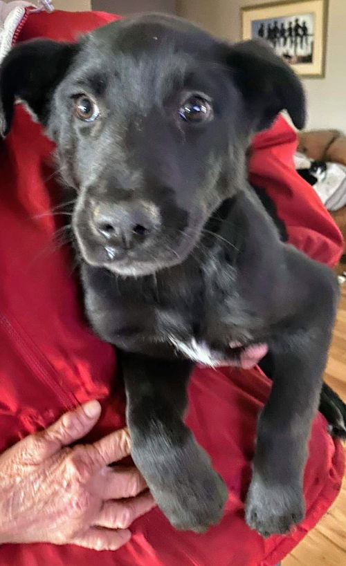 Levi