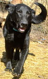 Humphrey