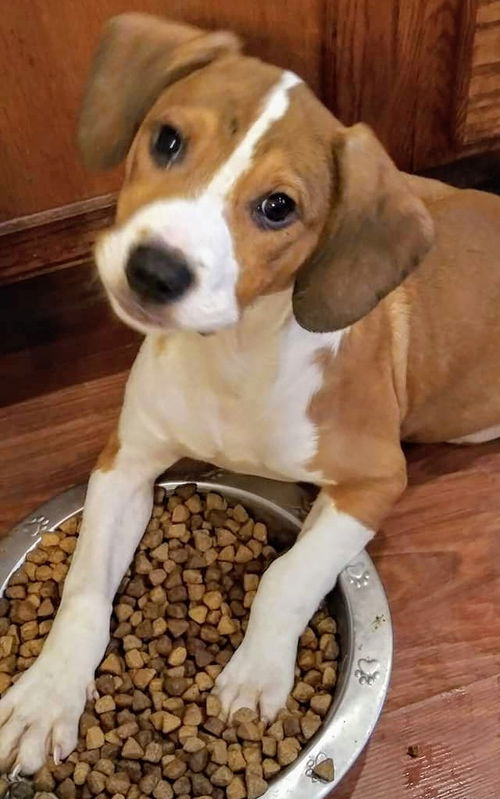 Holly's pup (Scout)