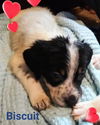 Holly's pup (Biscuit)