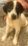 Holly's pup (Biscuit)