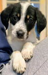 Holly's pup (Biscuit)