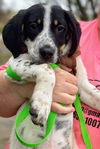 Holly's pup (Biscuit)