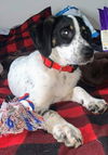 Holly's pup (Biscuit)
