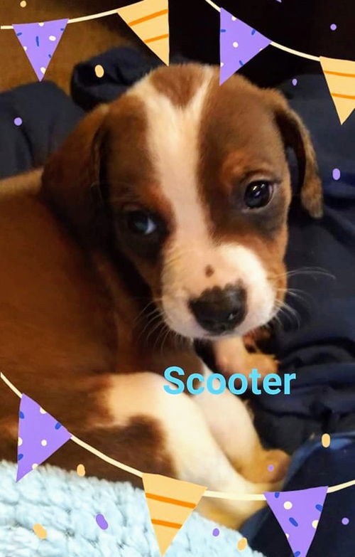 Holly's pup (Scooter)