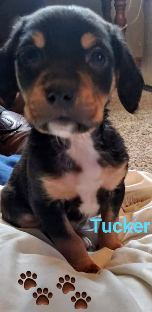 Holly's pup (Tucker)
